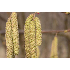 Горіх ведмежий / Ліщина деревоподібна | Corylus colurna | Орех медвежий / Лещина древовидная
