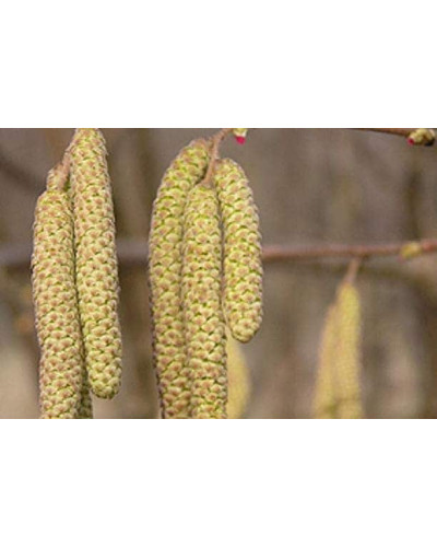 Горіх ведмежий / Ліщина деревоподібна | Corylus colurna | Орех медвежий / Лещина древовидная