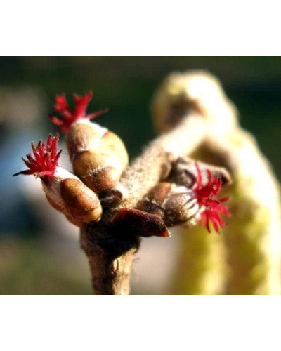 Горіх ведмежий / Ліщина деревоподібна | Corylus colurna | Орех медвежий / Лещина древовидная