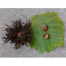 Горіх ведмежий / Ліщина деревоподібна | Corylus colurna | Орех медвежий / Лещина древовидная
