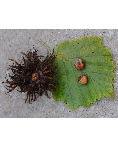 Горіх ведмежий / Ліщина деревоподібна | Corylus colurna | Орех медвежий / Лещина древовидная