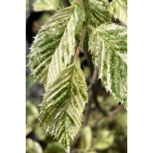 Граб звичайний строкатолистий | Carpinus betulus variegata | Граб обыкновенный пестролистый
