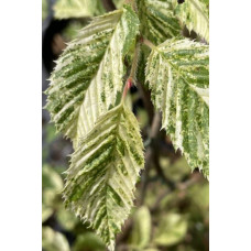 Граб звичайний строкатолистий | Carpinus betulus variegata | Граб обыкновенный пестролистый