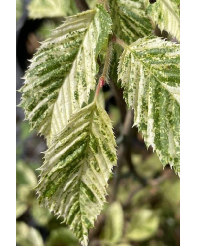 Граб звичайний строкатолистий | Carpinus betulus variegata | Граб обыкновенный пестролистый