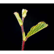 Граб звичайний строкатолистий | Carpinus betulus variegata | Граб обыкновенный пестролистый
