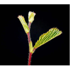 Граб звичайний строкатолистий | Carpinus betulus variegata | Граб обыкновенный пестролистый