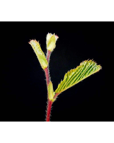 Граб звичайний строкатолистий | Carpinus betulus variegata | Граб обыкновенный пестролистый
