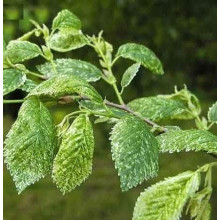 Граб звичайний строкатолистий | Carpinus betulus variegata | Граб обыкновенный пестролистый