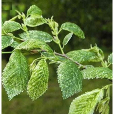 Граб звичайний строкатолистий | Carpinus betulus variegata | Граб обыкновенный пестролистый