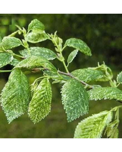Граб звичайний строкатолистий | Carpinus betulus variegata | Граб обыкновенный пестролистый