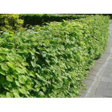 Граб звичайний строкатолистий | Carpinus betulus variegata | Граб обыкновенный пестролистый