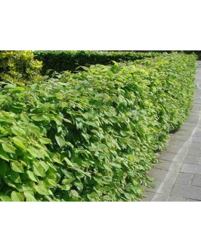 Граб звичайний строкатолистий | Carpinus betulus variegata | Граб обыкновенный пестролистый
