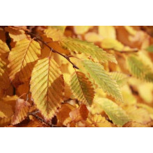 Граб звичайний строкатолистий | Carpinus betulus variegata | Граб обыкновенный пестролистый
