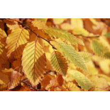 Граб звичайний строкатолистий | Carpinus betulus variegata | Граб обыкновенный пестролистый