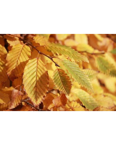 Граб звичайний строкатолистий | Carpinus betulus variegata | Граб обыкновенный пестролистый