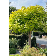 Катальпа бігнонієвидна Ауреа | Catalpa bignonioides Aurea | Катальпа бигнониевидная Ауреа