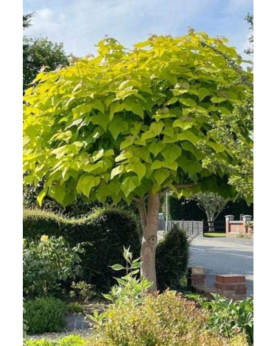 Катальпа бігнонієвидна Ауреа | Catalpa bignonioides Aurea | Катальпа бигнониевидная Ауреа