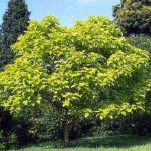 Катальпа бігнонієвидна Ауреа | Catalpa bignonioides Aurea | Катальпа бигнониевидная Ауреа