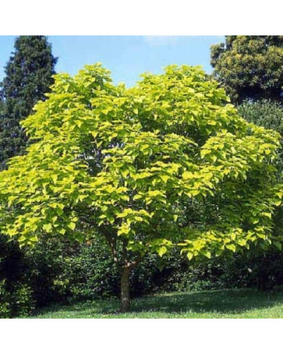 Катальпа бігнонієвидна Ауреа | Catalpa bignonioides Aurea | Катальпа бигнониевидная Ауреа