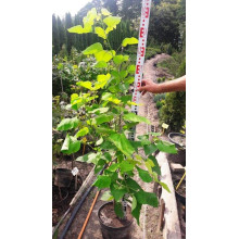 Катальпа бігнонієвидна Ауреа | Catalpa bignonioides Aurea | Катальпа бигнониевидная Ауреа