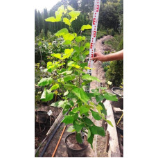 Катальпа бігнонієвидна Ауреа | Catalpa bignonioides Aurea | Катальпа бигнониевидная Ауреа