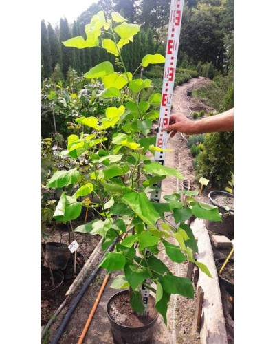 Катальпа бігнонієвидна Ауреа | Catalpa bignonioides Aurea | Катальпа бигнониевидная Ауреа