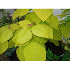 Катальпа бігнонієвидна Ауреа | Catalpa bignonioides Aurea | Катальпа бигнониевидная Ауреа