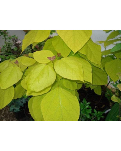 Катальпа бігнонієвидна Ауреа | Catalpa bignonioides Aurea | Катальпа бигнониевидная Ауреа