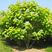 Катальпа бігнонієвидна Ауреа | Catalpa bignonioides Aurea | Катальпа бигнониевидная Ауреа