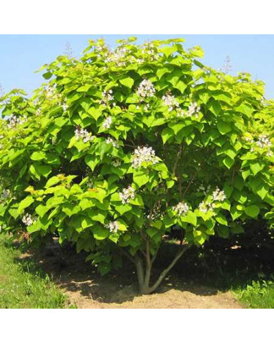 Катальпа бігнонієвидна Ауреа | Catalpa bignonioides Aurea | Катальпа бигнониевидная Ауреа