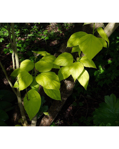 Катальпа бігнонієвидна Ауреа | Catalpa bignonioides Aurea | Катальпа бигнониевидная Ауреа