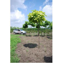 Катальпа бігнонієвидна Ауреа | Catalpa bignonioides Aurea | Катальпа бигнониевидная Ауреа