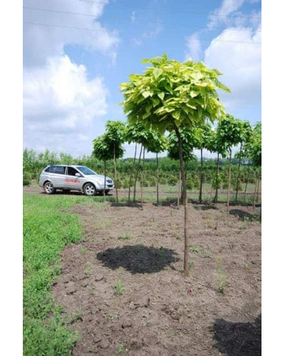 Катальпа бігнонієвидна Ауреа | Catalpa bignonioides Aurea | Катальпа бигнониевидная Ауреа