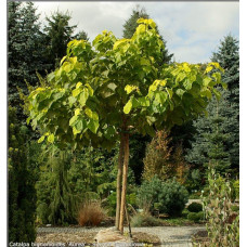 Катальпа бігнонієвидна Ауреа | Catalpa bignonioides Aurea | Катальпа бигнониевидная Ауреа