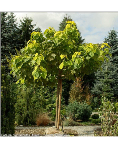 Катальпа бігнонієвидна Ауреа | Catalpa bignonioides Aurea | Катальпа бигнониевидная Ауреа