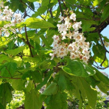 Катальпа бігнонієвидна Ауреа | Catalpa bignonioides Aurea | Катальпа бигнониевидная Ауреа