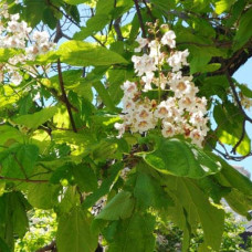 Катальпа бігнонієвидна Ауреа | Catalpa bignonioides Aurea | Катальпа бигнониевидная Ауреа