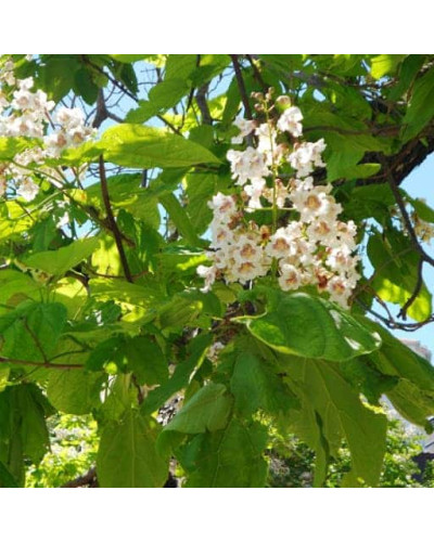 Катальпа бігнонієвидна Ауреа | Catalpa bignonioides Aurea | Катальпа бигнониевидная Ауреа