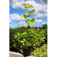 Катальпа бігнонієвидна Ауреа | Catalpa bignonioides Aurea | Катальпа бигнониевидная Ауреа