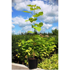 Катальпа бігнонієвидна Ауреа | Catalpa bignonioides Aurea | Катальпа бигнониевидная Ауреа