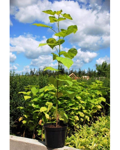 Катальпа бігнонієвидна Ауреа | Catalpa bignonioides Aurea | Катальпа бигнониевидная Ауреа
