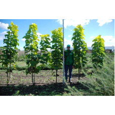 Катальпа бігнонієвидна Ауреа | Catalpa bignonioides Aurea | Катальпа бигнониевидная Ауреа
