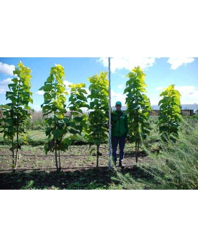 Катальпа бігнонієвидна Ауреа | Catalpa bignonioides Aurea | Катальпа бигнониевидная Ауреа