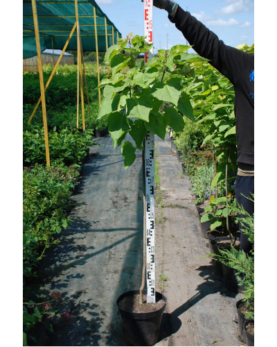 Катальпа бігнонієвидна Ауреа | Catalpa bignonioides Aurea | Катальпа бигнониевидная Ауреа