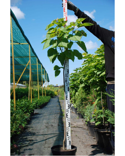 Катальпа бігнонієвидна Ауреа | Catalpa bignonioides Aurea | Катальпа бигнониевидная Ауреа