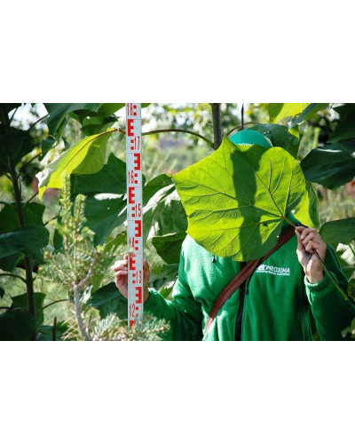 Катальпа бігнонієвидна Ауреа | Catalpa bignonioides Aurea | Катальпа бигнониевидная Ауреа