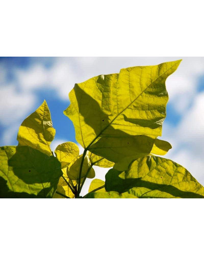 Катальпа бігнонієвидна Ауреа | Catalpa bignonioides Aurea | Катальпа бигнониевидная Ауреа