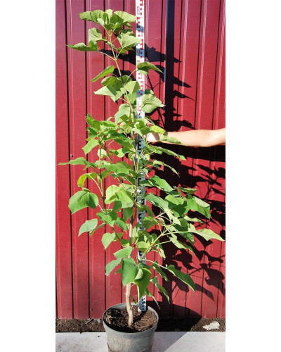 Катальпа бігнонієвидна Ауреа | Catalpa bignonioides Aurea | Катальпа бигнониевидная Ауреа