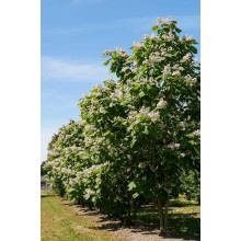 Катальпа червоніюча Пурпуреа | Catalpa erubescens Purpurea | Катальпа краснеющая Пурпуреа