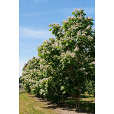 Катальпа червоніюча Пурпуреа | Catalpa erubescens Purpurea | Катальпа краснеющая Пурпуреа